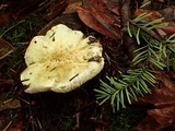Tricholoma leucophyllum image