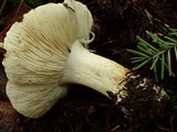 Tricholoma leucophyllum image