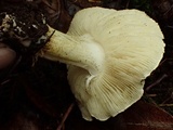 Tricholoma leucophyllum image