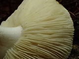 Tricholoma leucophyllum image