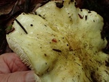Tricholoma leucophyllum image