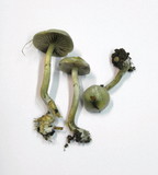 Stropharia caerulea image
