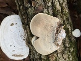 Trametes gibbosa image
