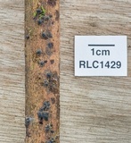 Nemania bipapillata image