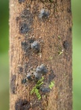 Nemania bipapillata image