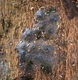 Nemania bipapillata image