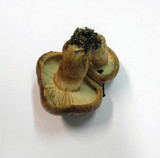 Tricholoma fracticum image