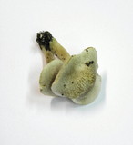 Tricholoma scalpturatum image