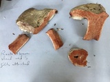 Russula nigricans image