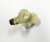 Tricholoma scalpturatum image