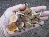 Hebeloma excedens image