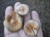 Hebeloma excedens image