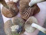 Hebeloma excedens image