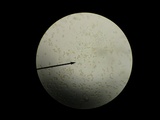 Hebeloma excedens image