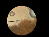 Hebeloma excedens image