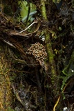 Glomus coremioides image