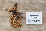 Glomus coremioides image