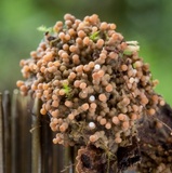Glomus coremioides image
