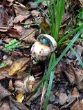 Rubroboletus eastwoodiae image