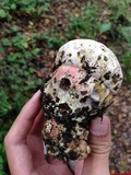 Rubroboletus eastwoodiae image