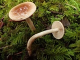 Hebeloma mesophaeum image