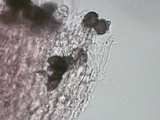 Aleurodiscus oakesii image