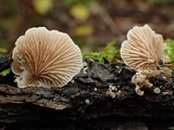 Crepidotus caspari image