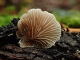 Crepidotus caspari image