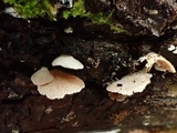 Crepidotus caspari image