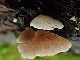 Crepidotus caspari image