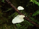 Crepidotus caspari image