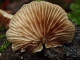 Crepidotus caspari image
