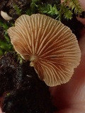 Crepidotus caspari image