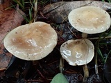 Hebeloma velutipes image