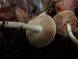 Hebeloma velutipes image