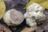 Tuber magnatum image