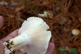 Hygrophorus flavodiscus image