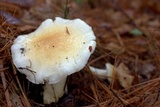 Hygrophorus flavodiscus image