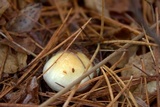 Hygrophorus flavodiscus image