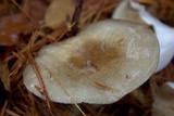 Hygrophorus fuligineus image