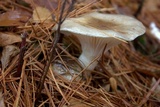 Hygrophorus fuligineus image