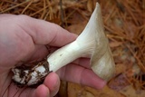 Hygrophorus fuligineus image