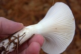 Hygrophorus fuligineus image