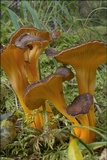 Craterellus lutescens image