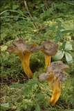 Craterellus lutescens image