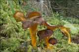 Craterellus lutescens image
