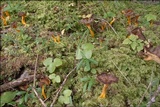 Craterellus lutescens image