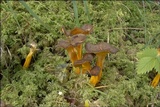 Craterellus lutescens image