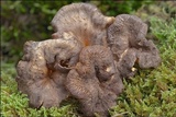 Craterellus lutescens image