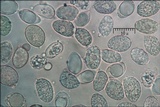 Craterellus lutescens image